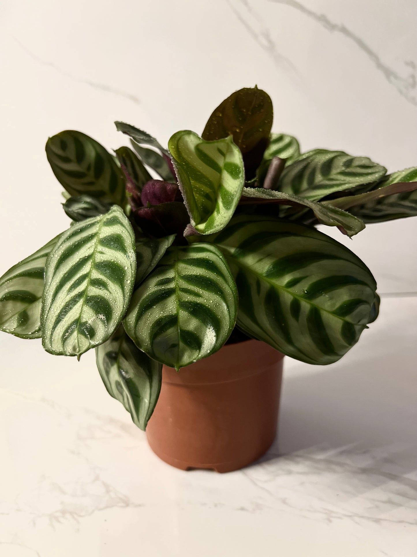 Calathea Burle-marxii