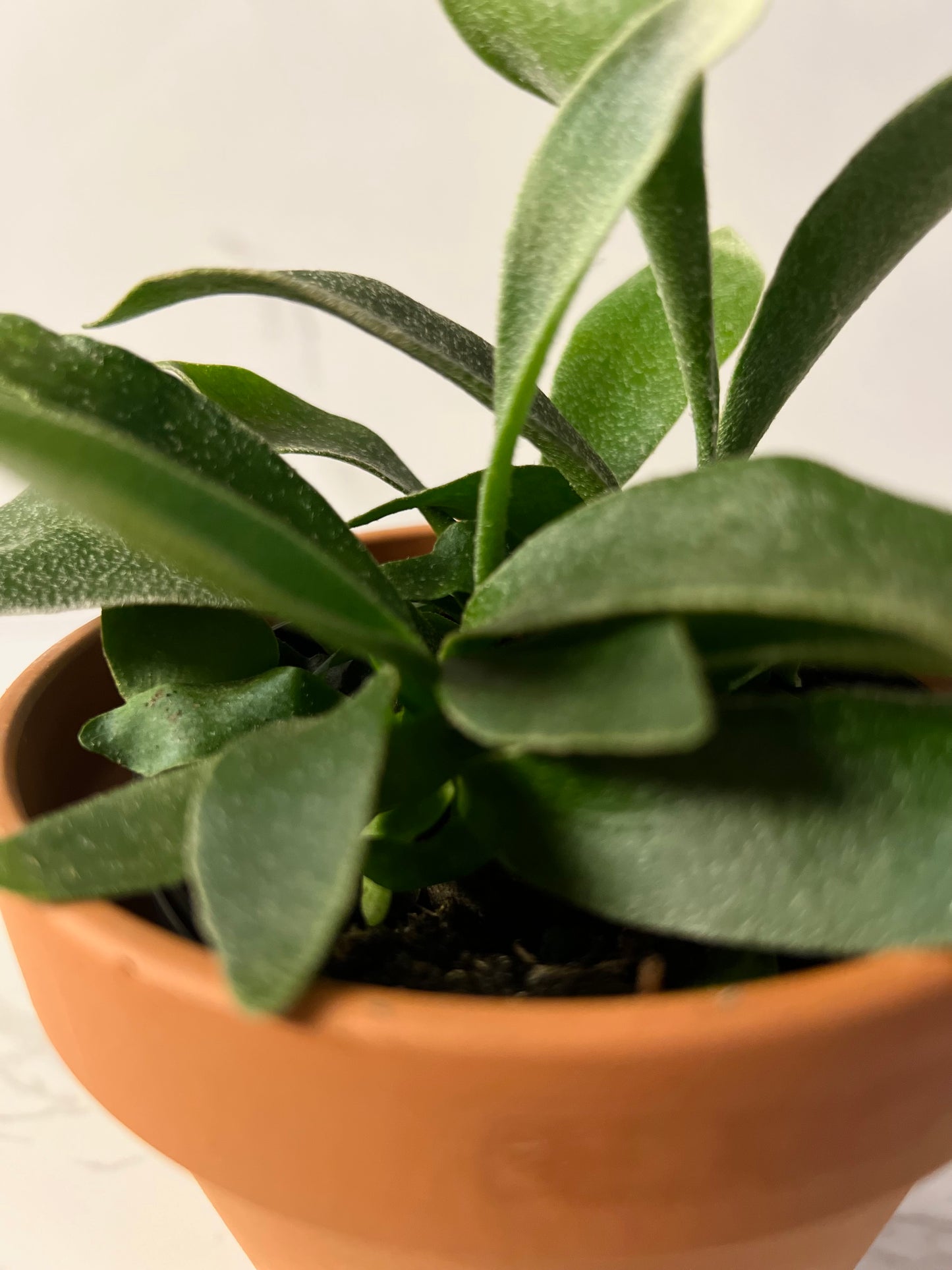 Fern Staghorn