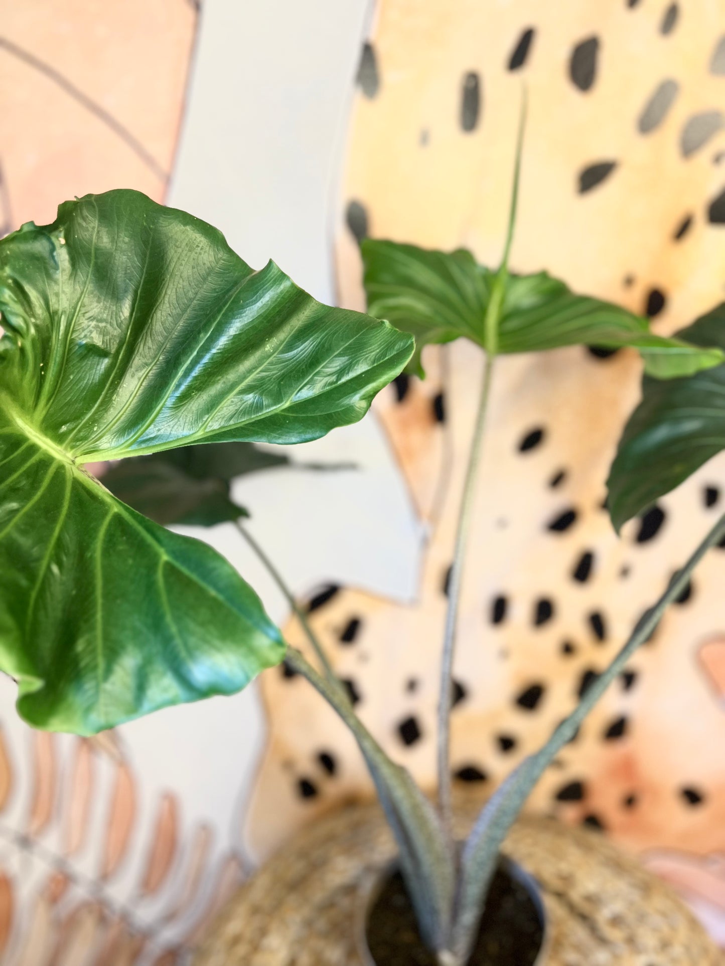 Alocasia Stingray