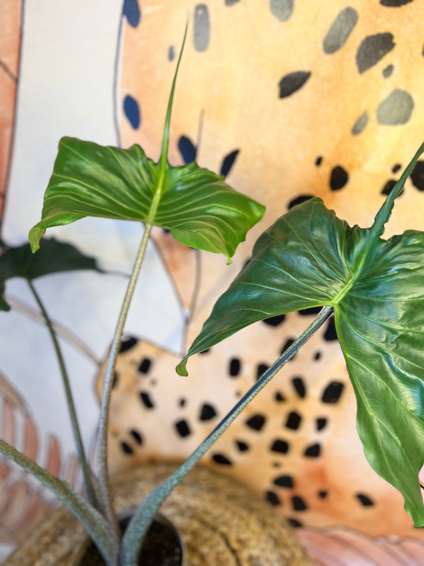 Alocasia Stingray