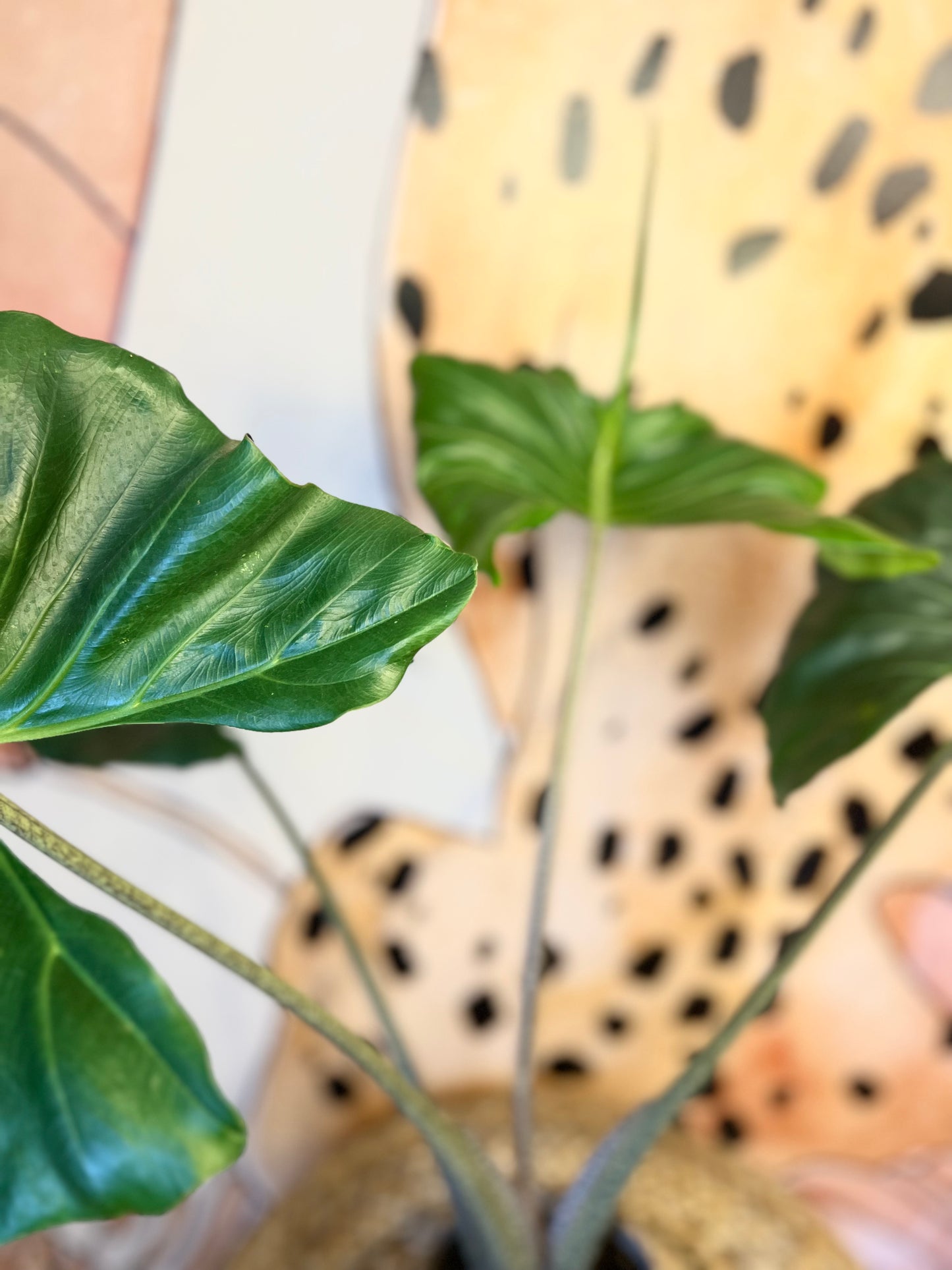 Alocasia Stingray