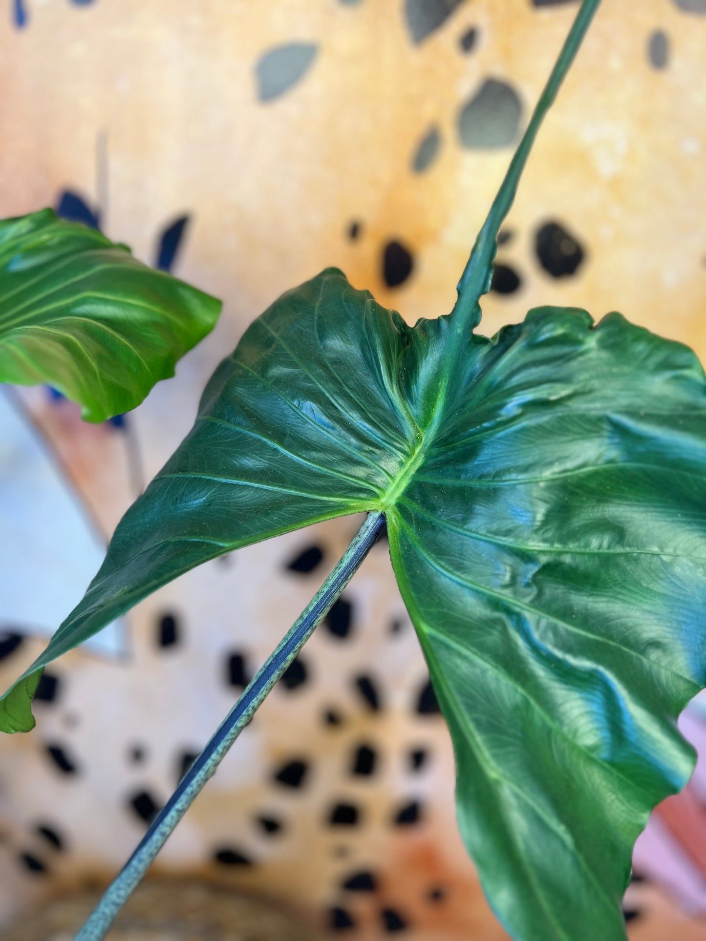 Alocasia Stingray