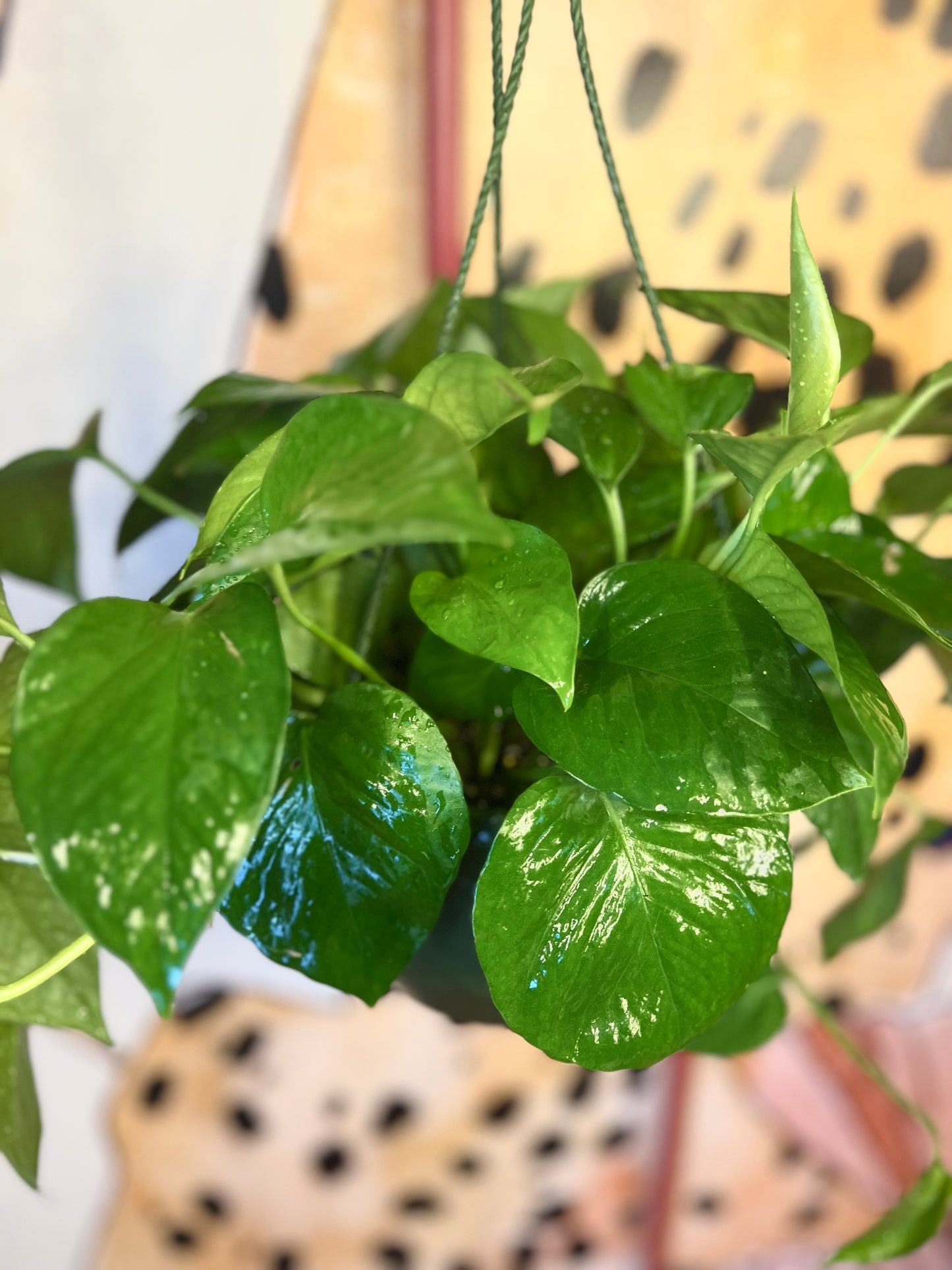 Pothos Jade