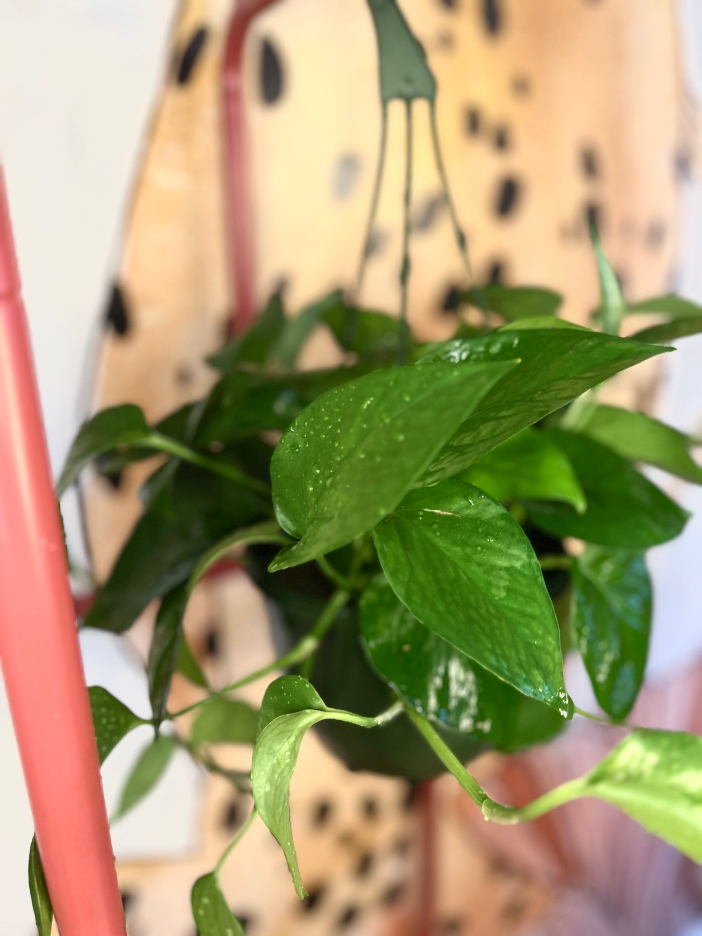 Pothos Jade