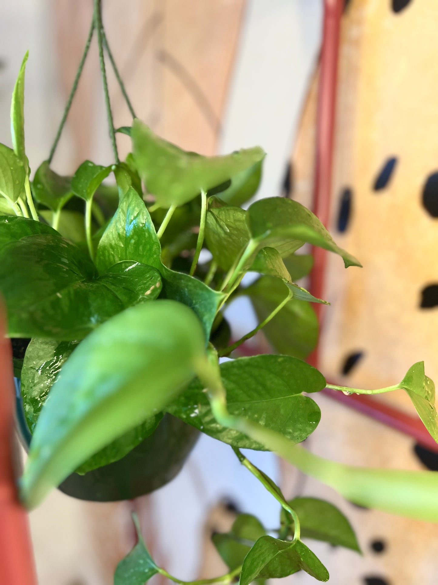 Pothos Jade