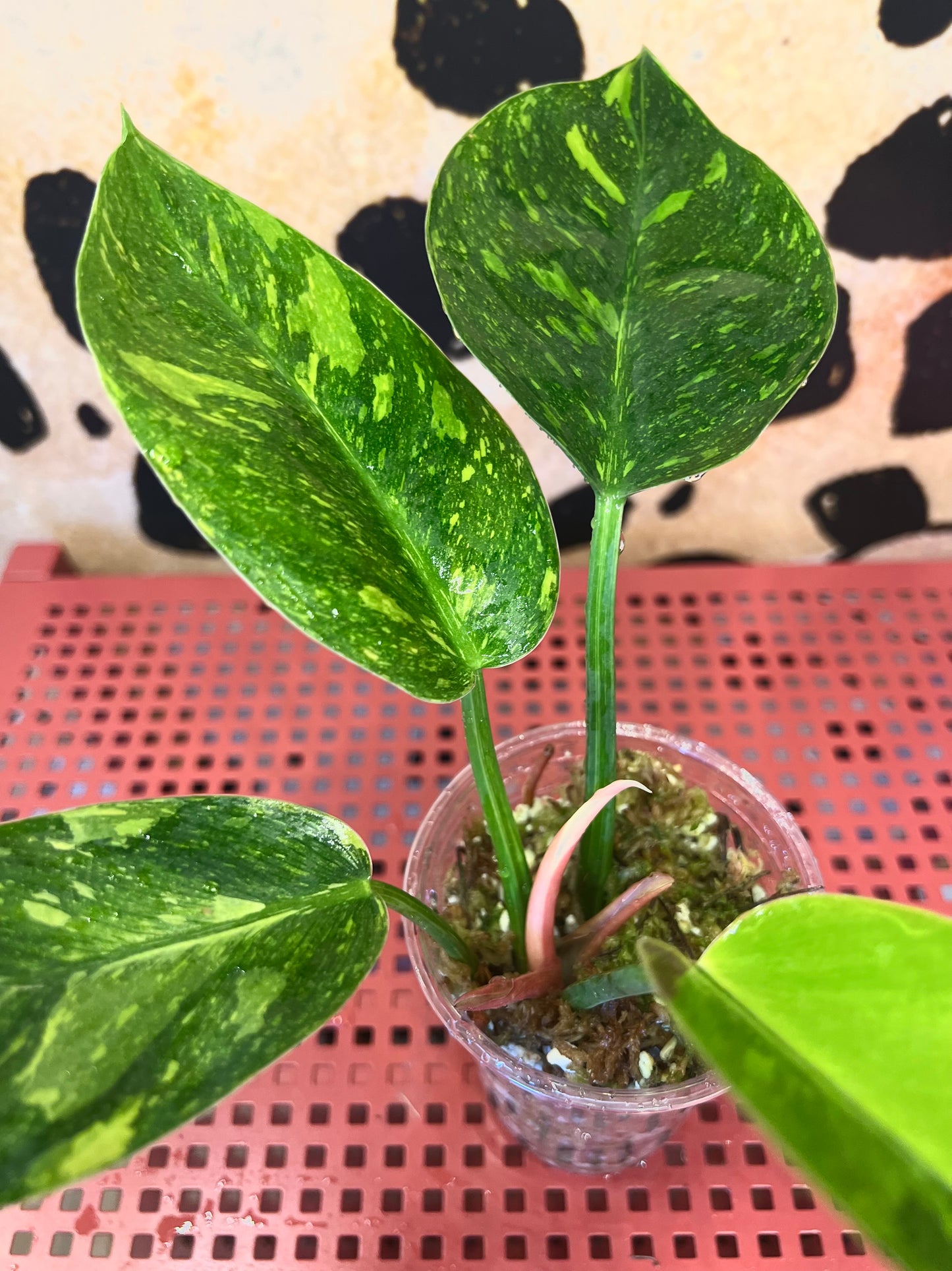 Philodendron Green Congo Variegated