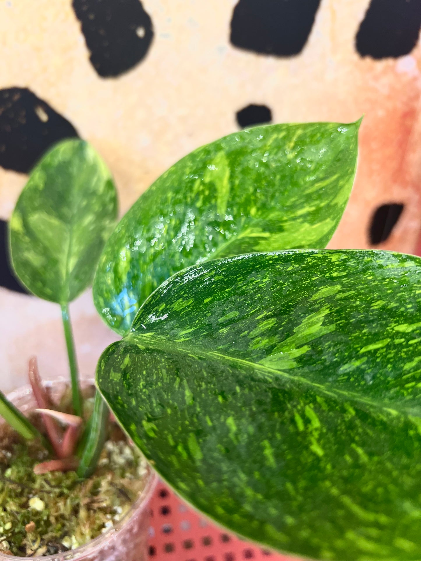 Philodendron Green Congo Variegated