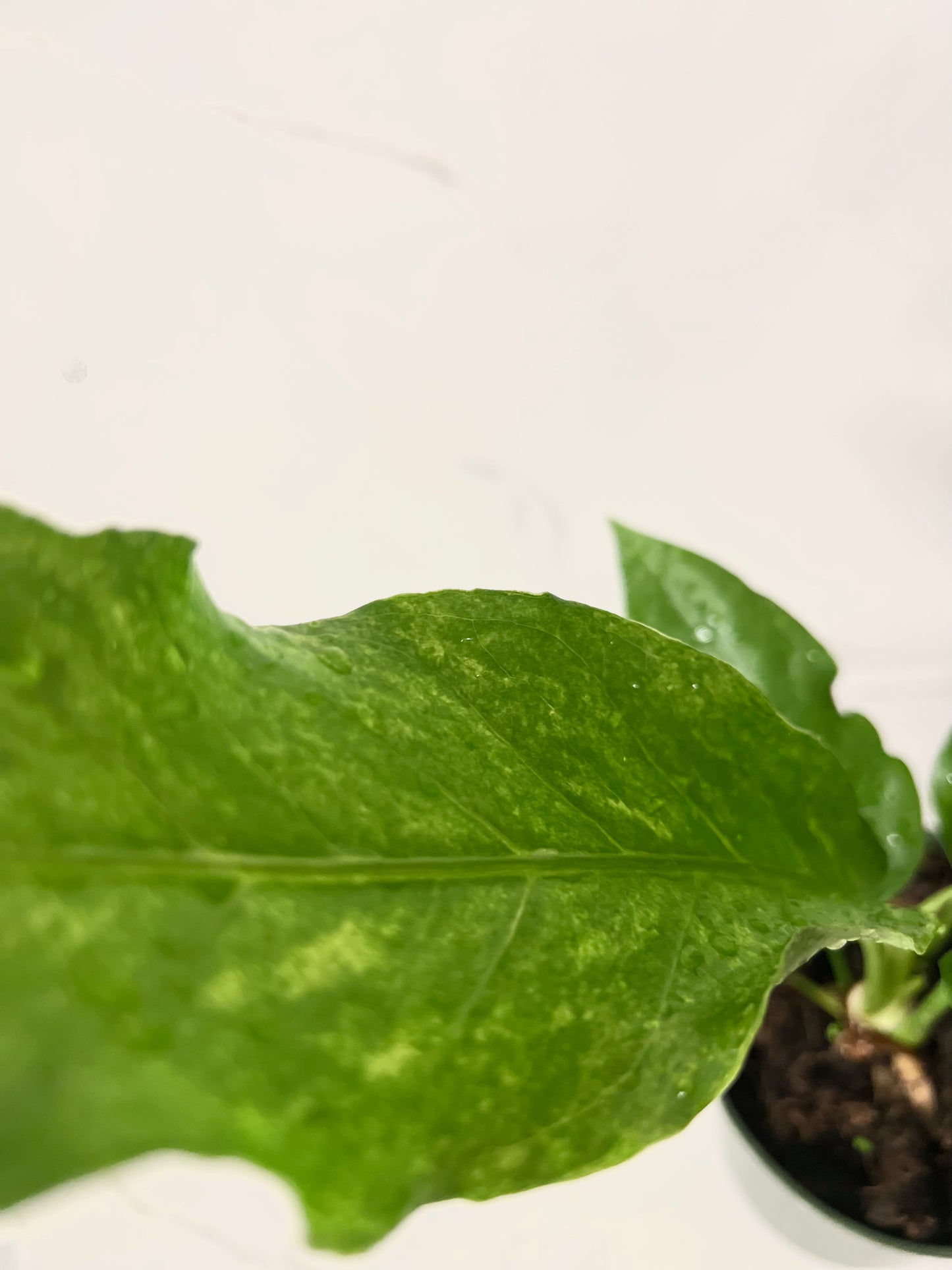 Anthurium Hookeri Panaché