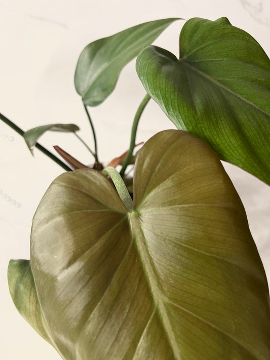 Philodendron Summer Glory