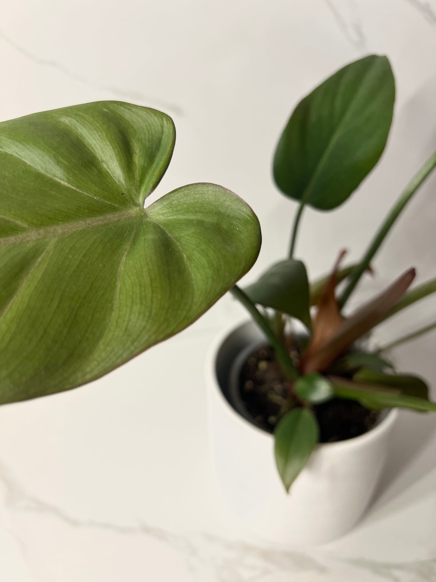 Philodendron Summer Glory