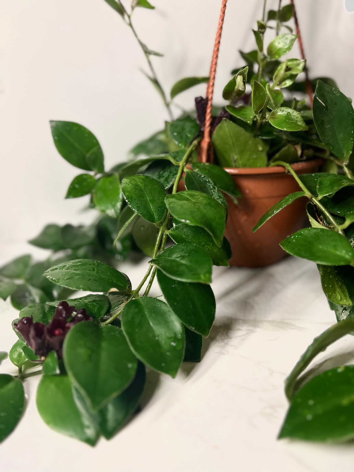 Aeschynanthus Mona Lisa Lipstick