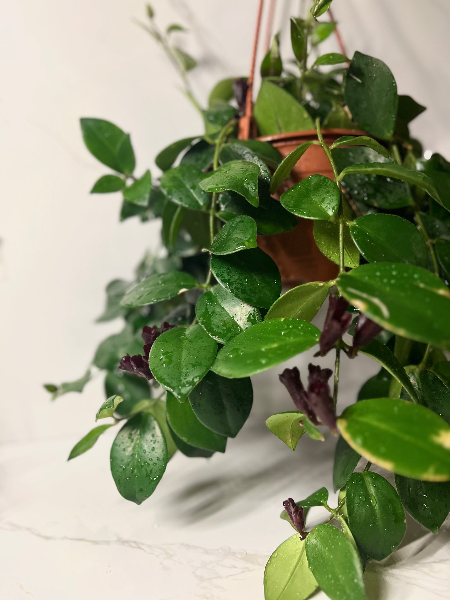 Aeschynanthus Mona Lisa Lipstick