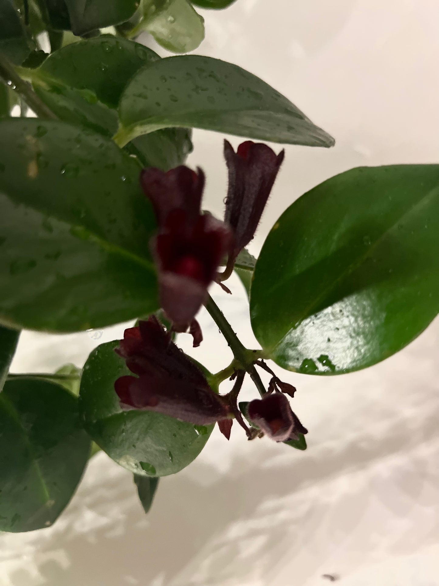 Aeschynanthus Mona Lisa Lipstick