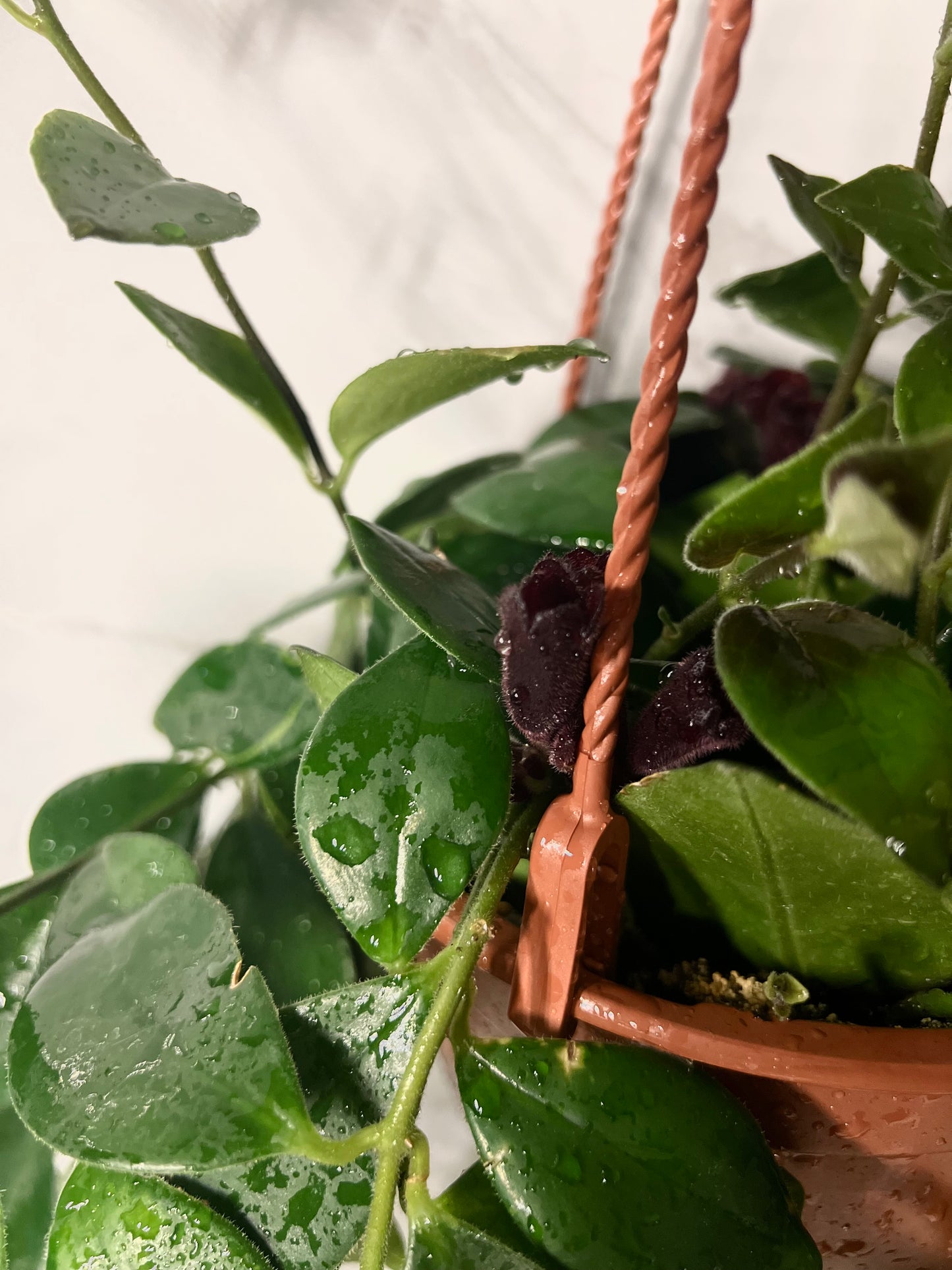 Aeschynanthus Mona Lisa Lipstick