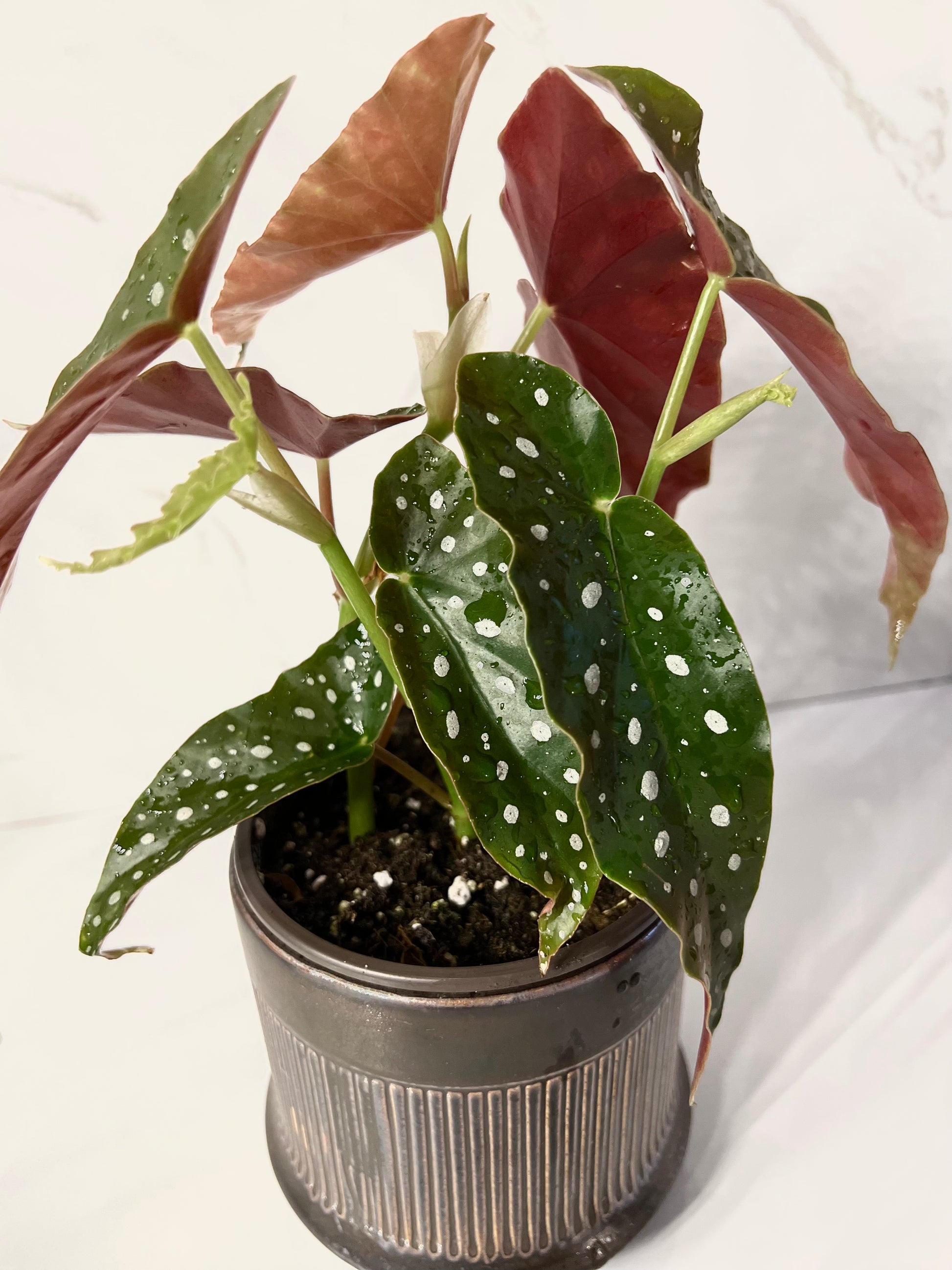 Bégonia Maculata – jungleroseinc