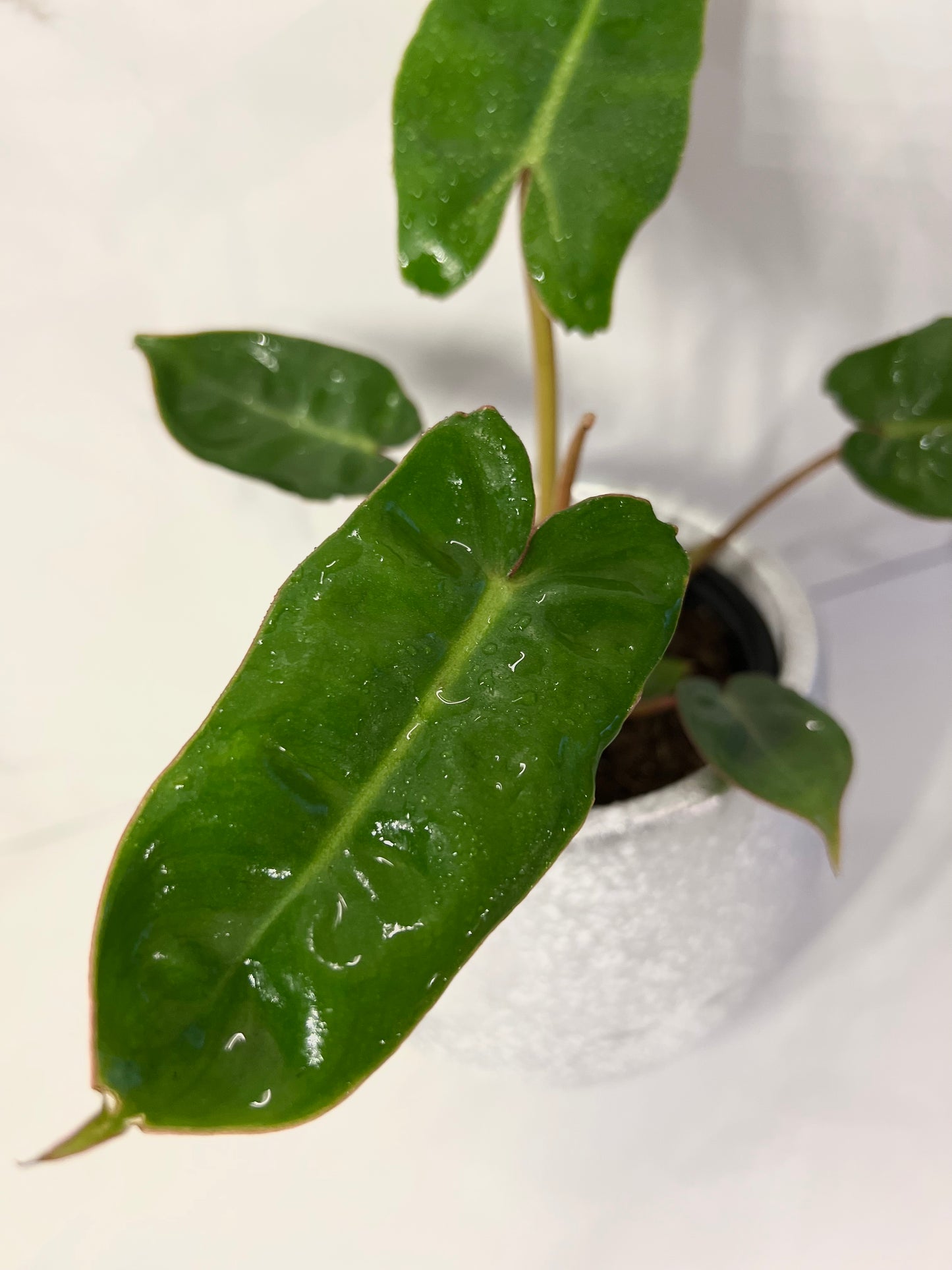 Philodendron Billietiae