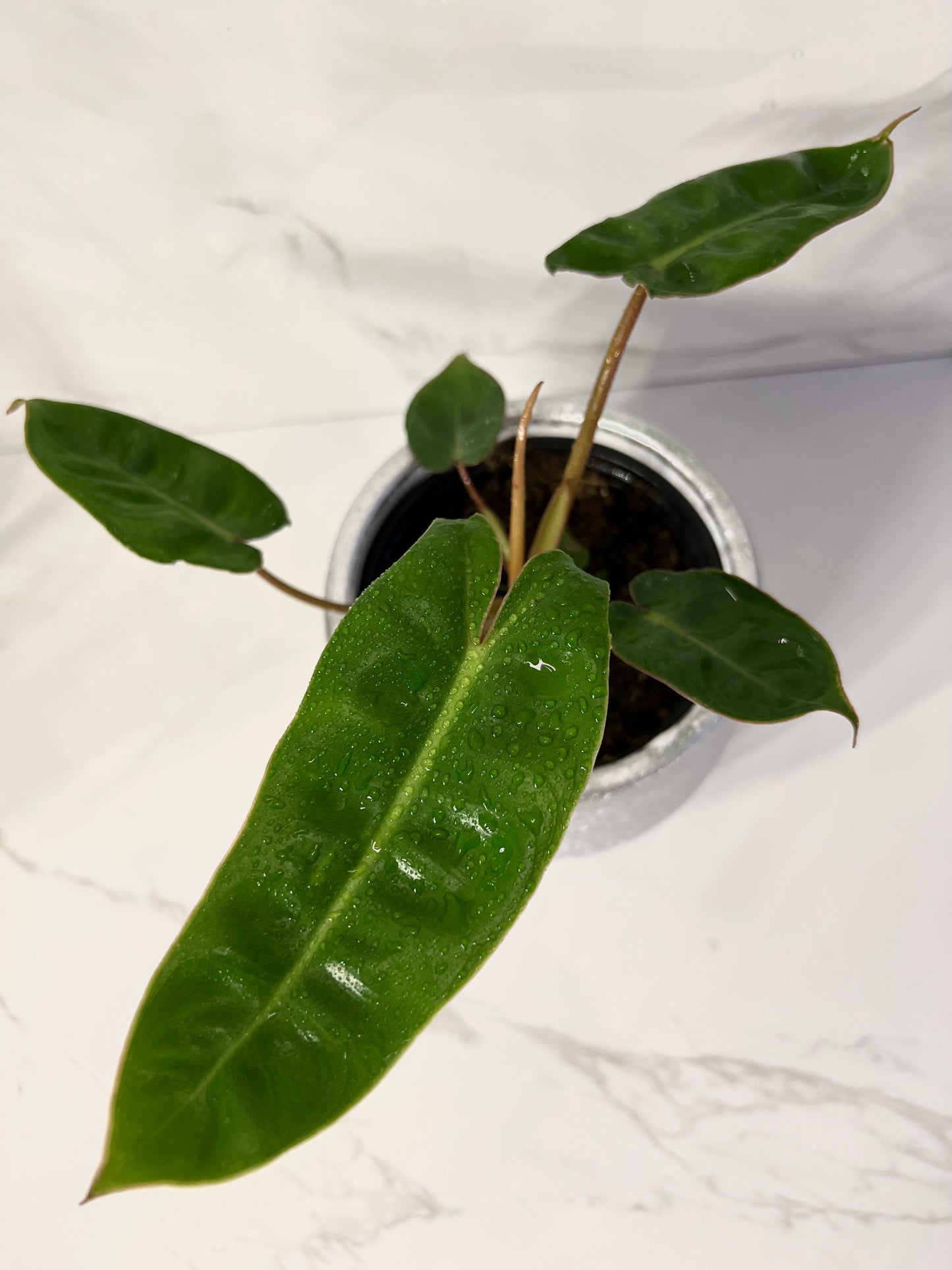 Philodendron Billietiae