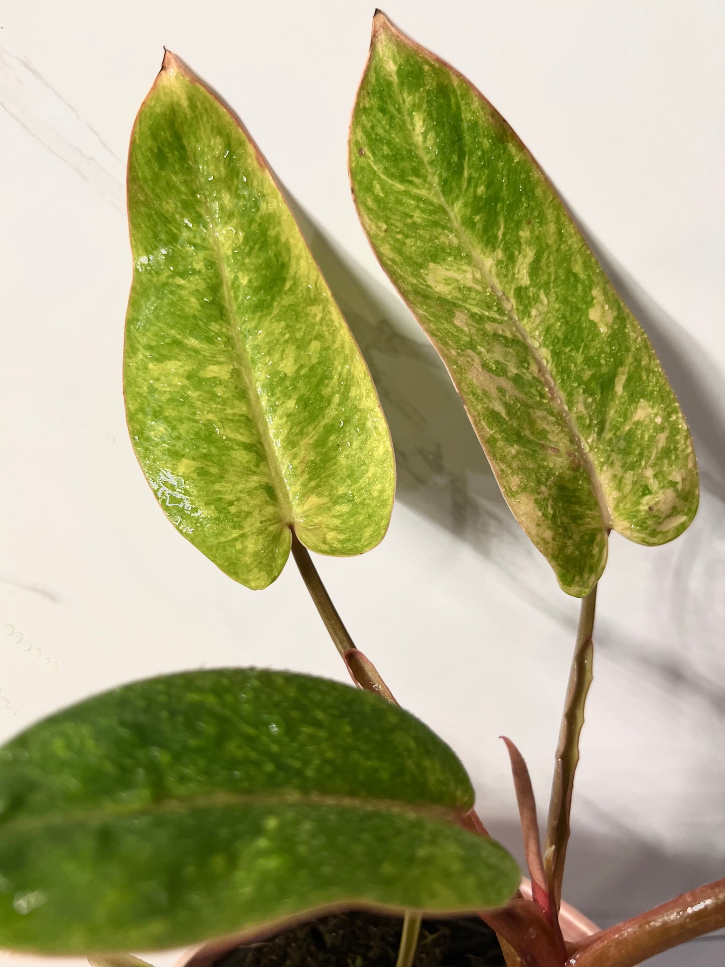 Philodendron Painted Lady