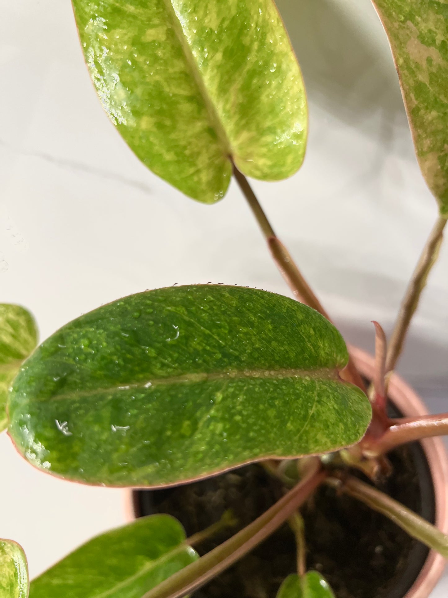 Philodendron Painted Lady